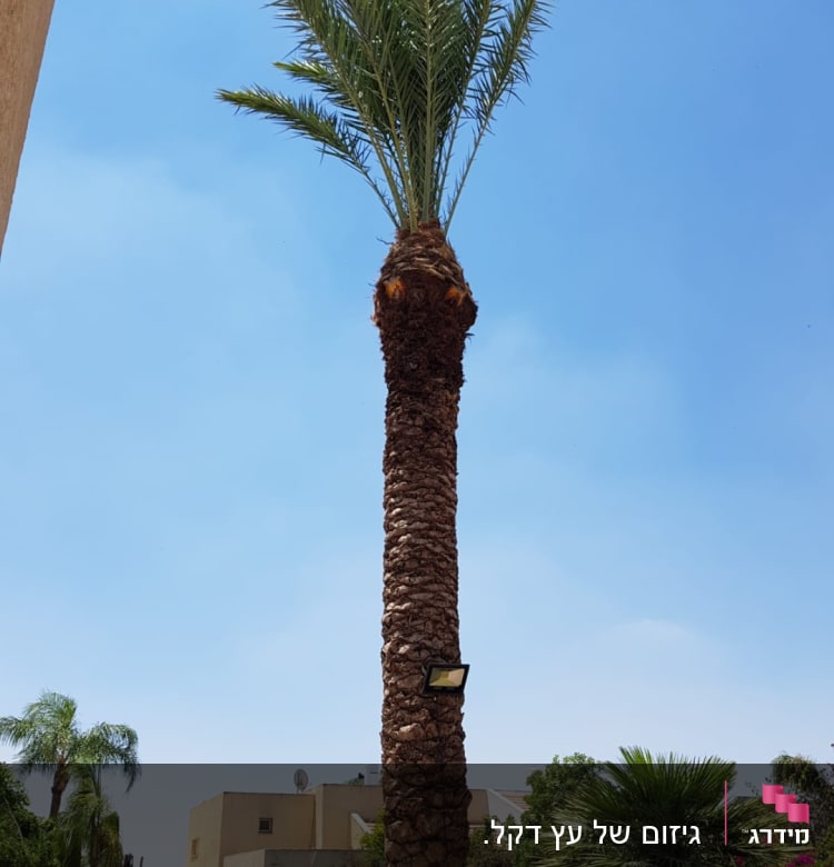 עץ דקל גבוה עם גזע גזום